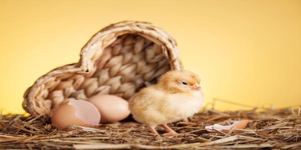 پلتفرمها چگونه چالش مرغ و تخم مرغ خود را حل می کنند